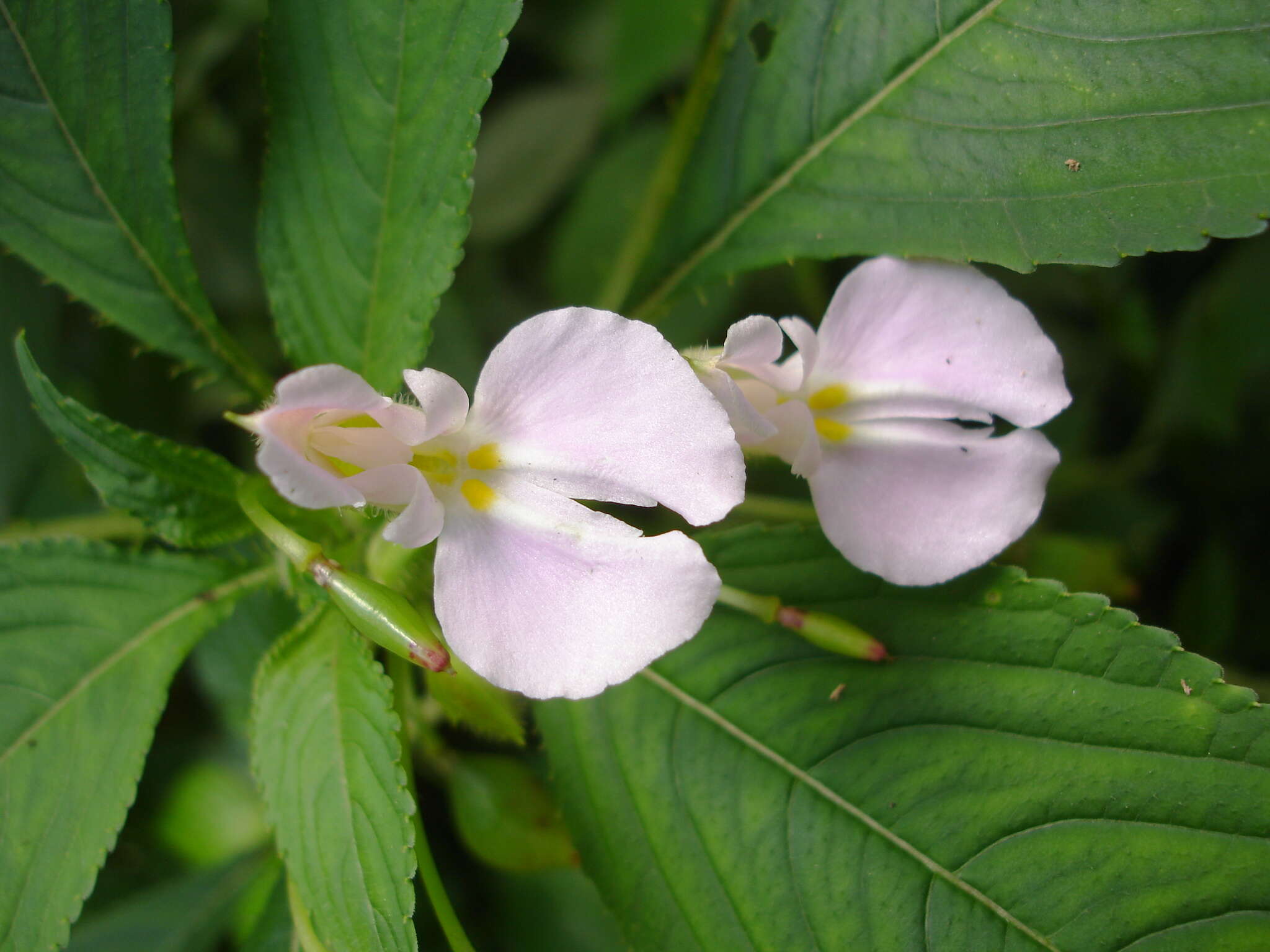 Impatiens burtonii Hook. fil. resmi