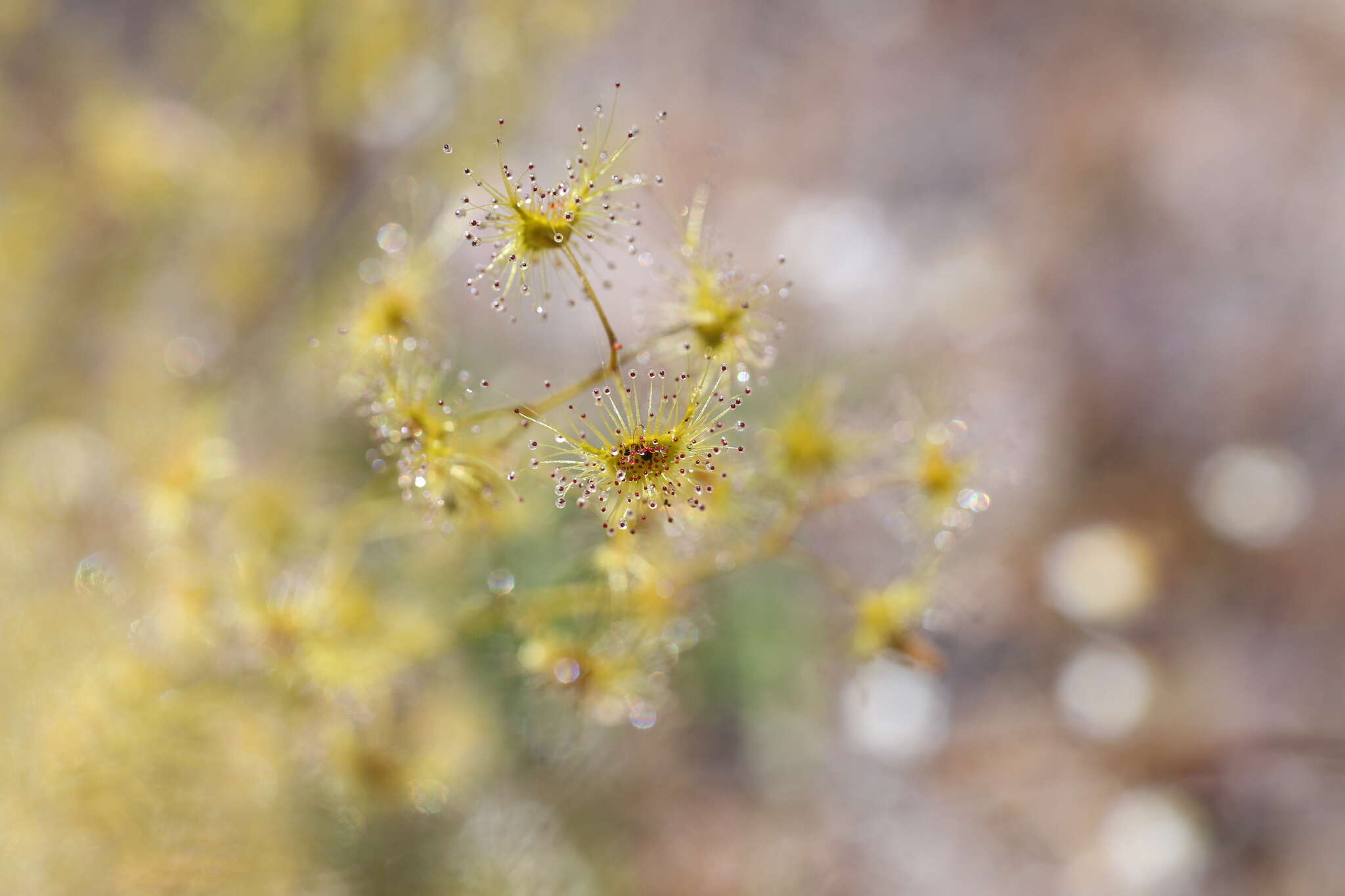 Image of Drosera gigantea Lindl.