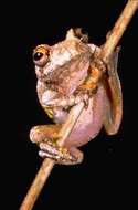 Image of Warty Bright-eyed Frog