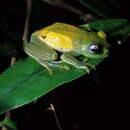 Image of Bright-eyed frog