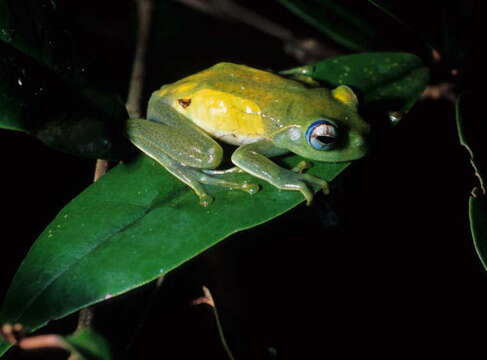 Image de Boophis jaegeri Glaw & Vences 1992