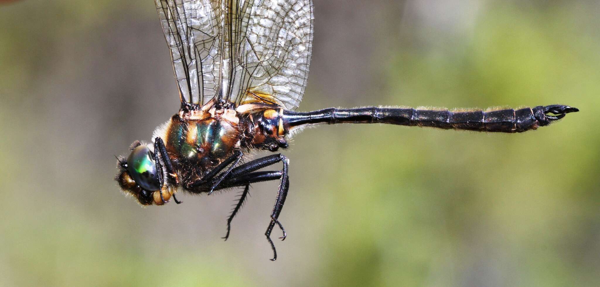 Image of Kennedy's Emerald