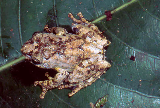 Image of Lichen treefrog