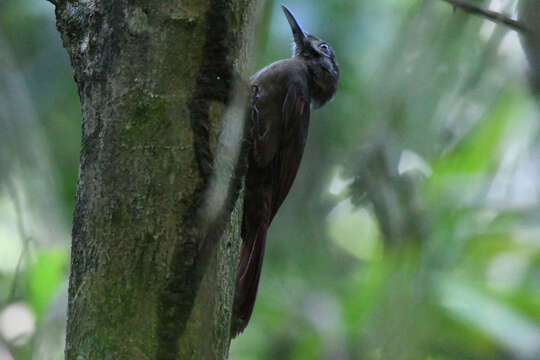 Image of Plain-brown Woodcreeper