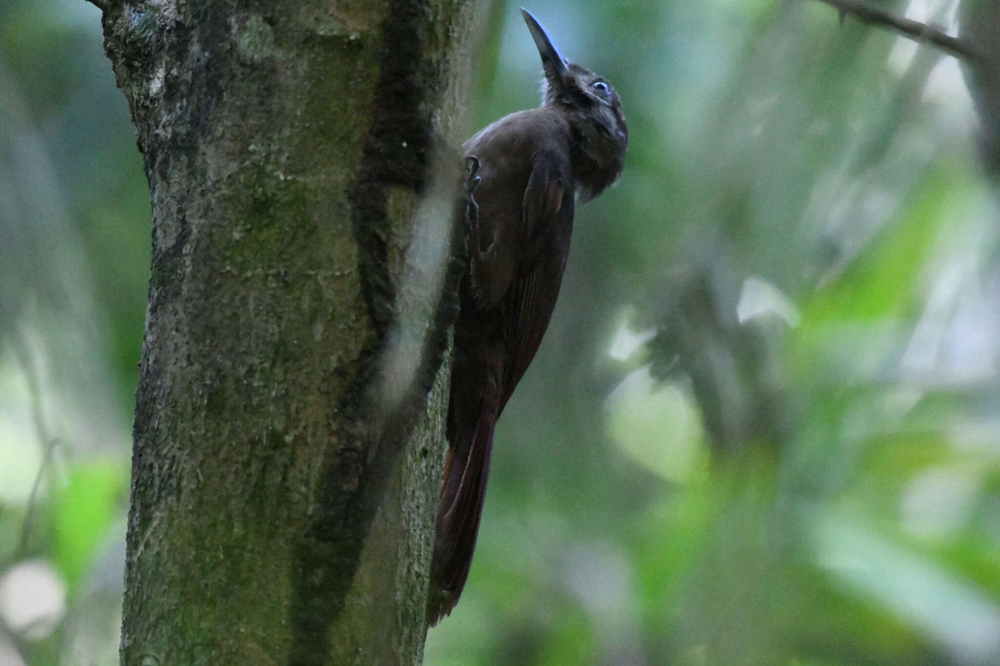 Image of Plain-brown Woodcreeper