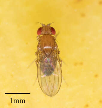 Image of fruit fly