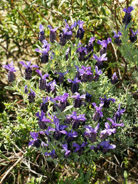 Imagem de Lavandula stoechas L.