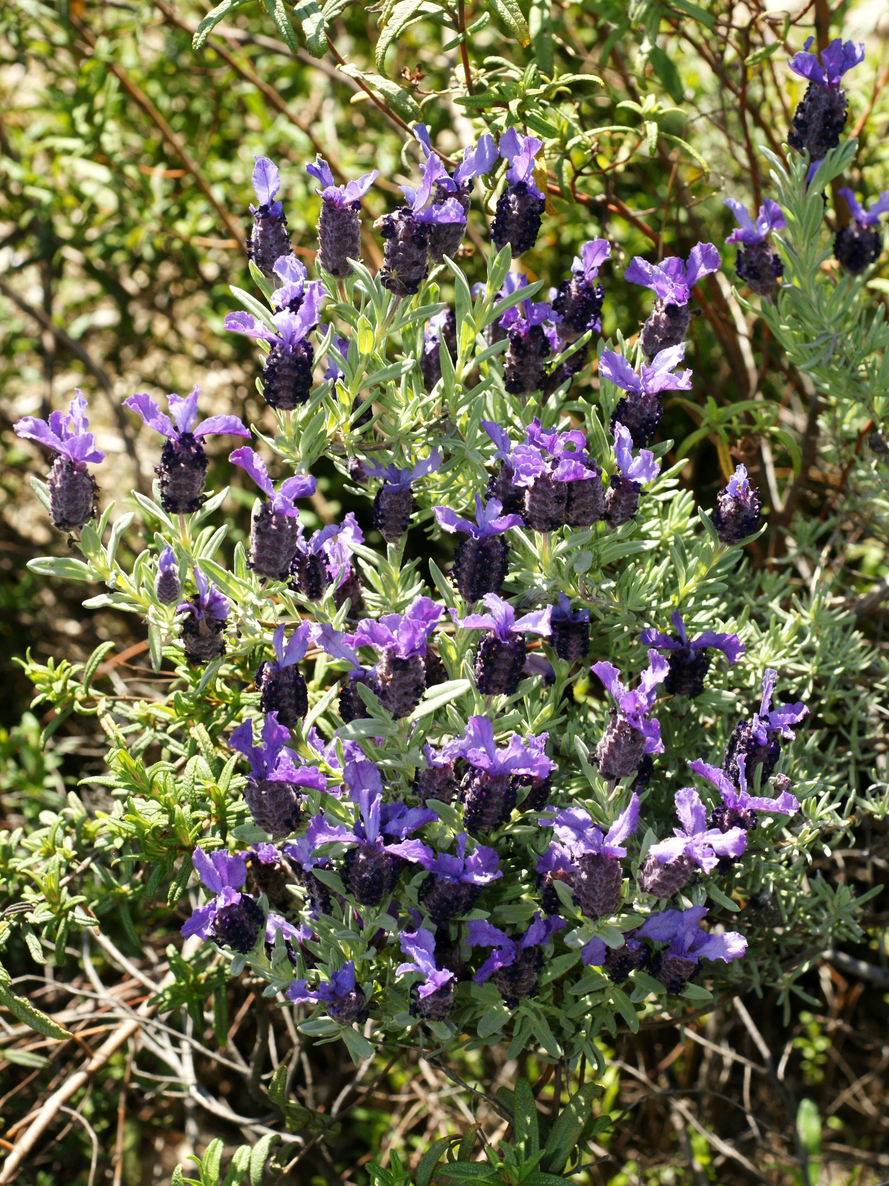 Image of French lavender