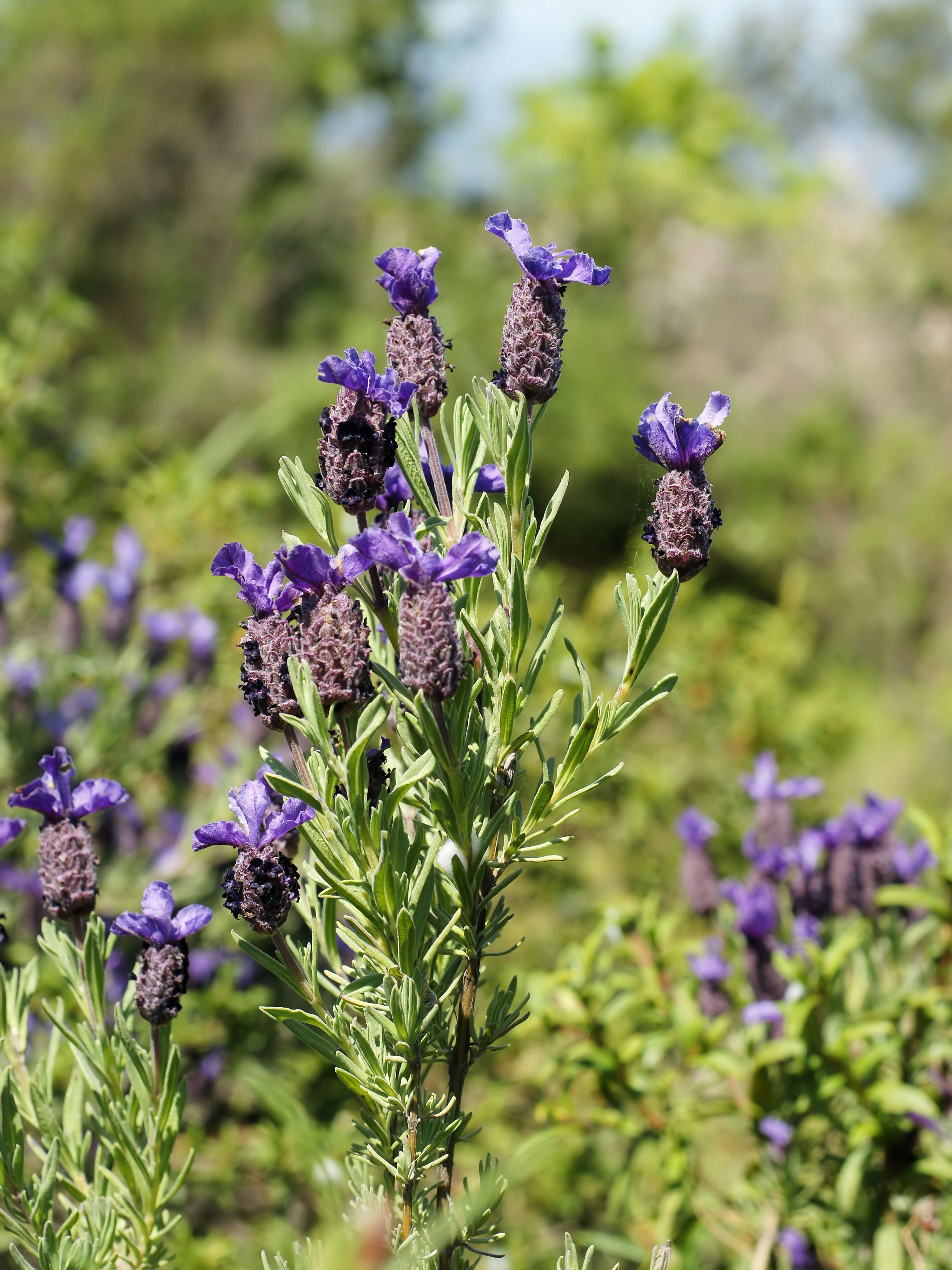 Image of French lavender