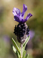 Image of French lavender