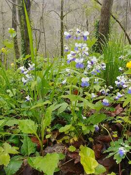 Image of spring blue eyed Mary