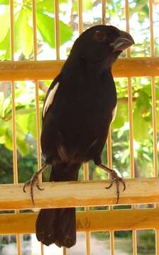 Image of Cuban Bullfinch