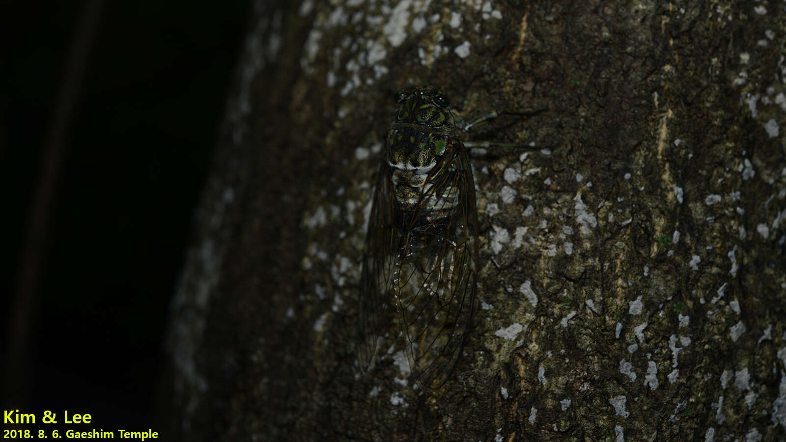 Hyalessa maculaticollis (Motschulsky 1866) resmi