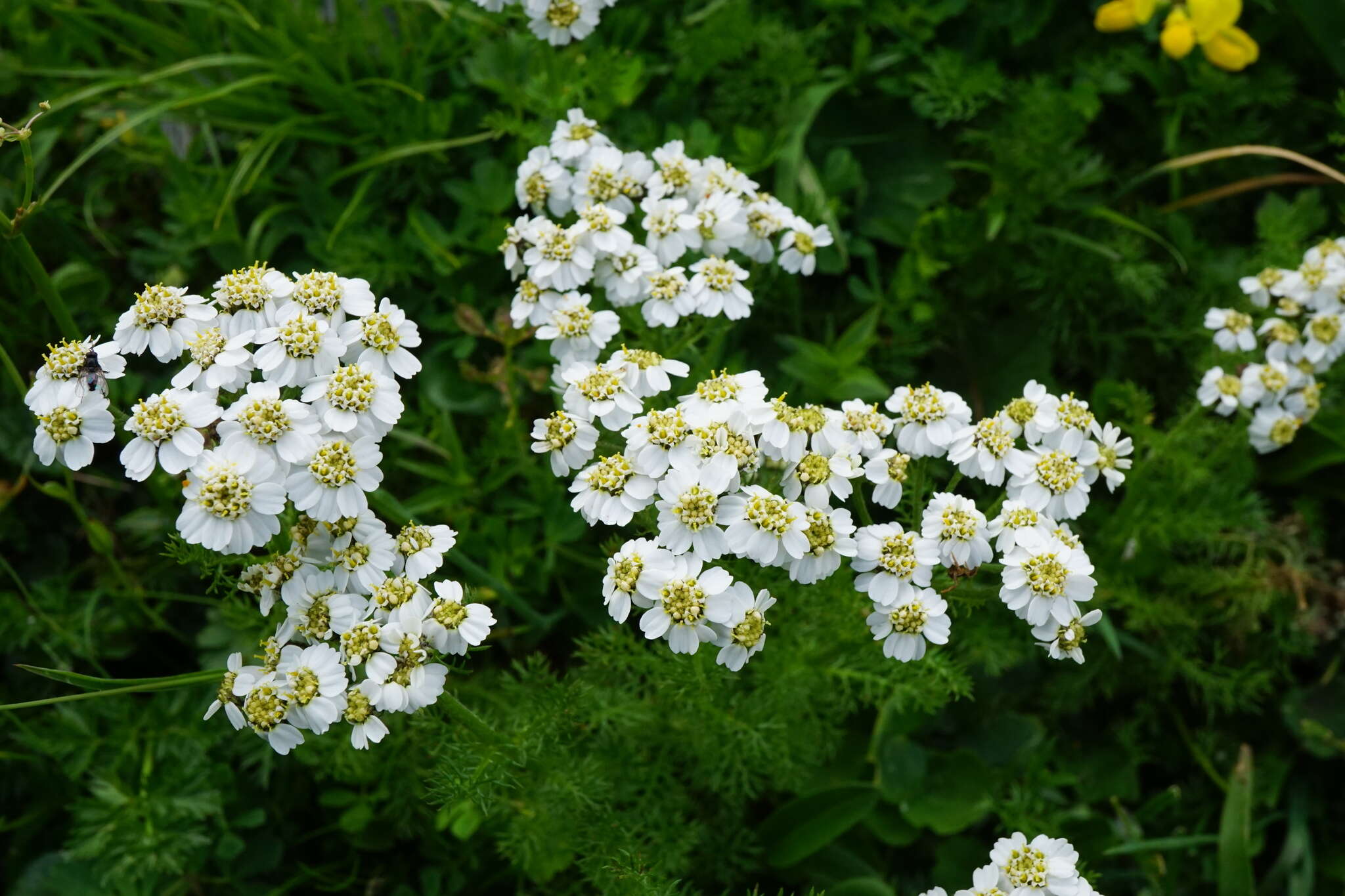 صورة Achillea clusiana Tausch