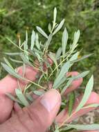 Image of prairie willow