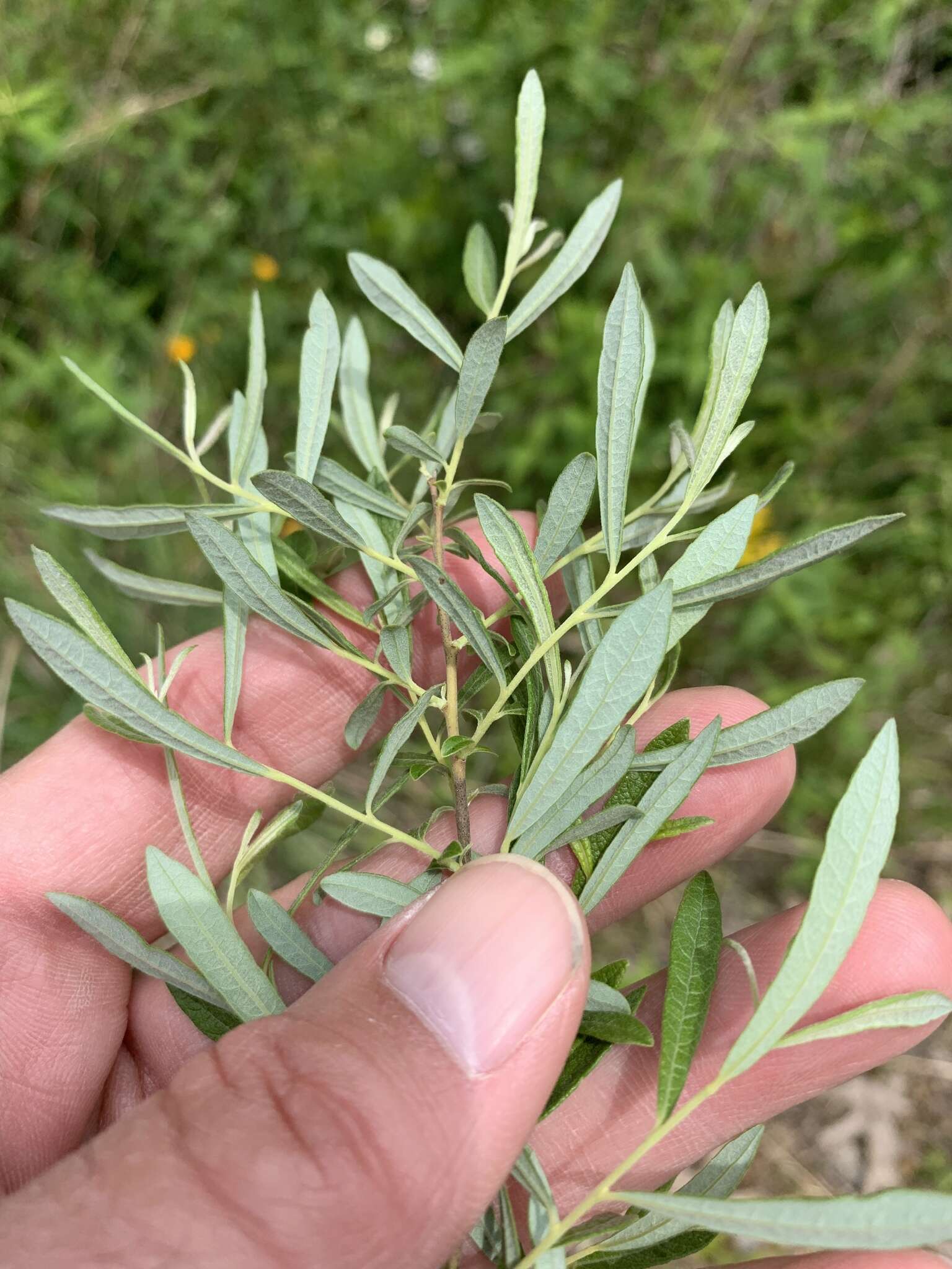 Image of prairie willow