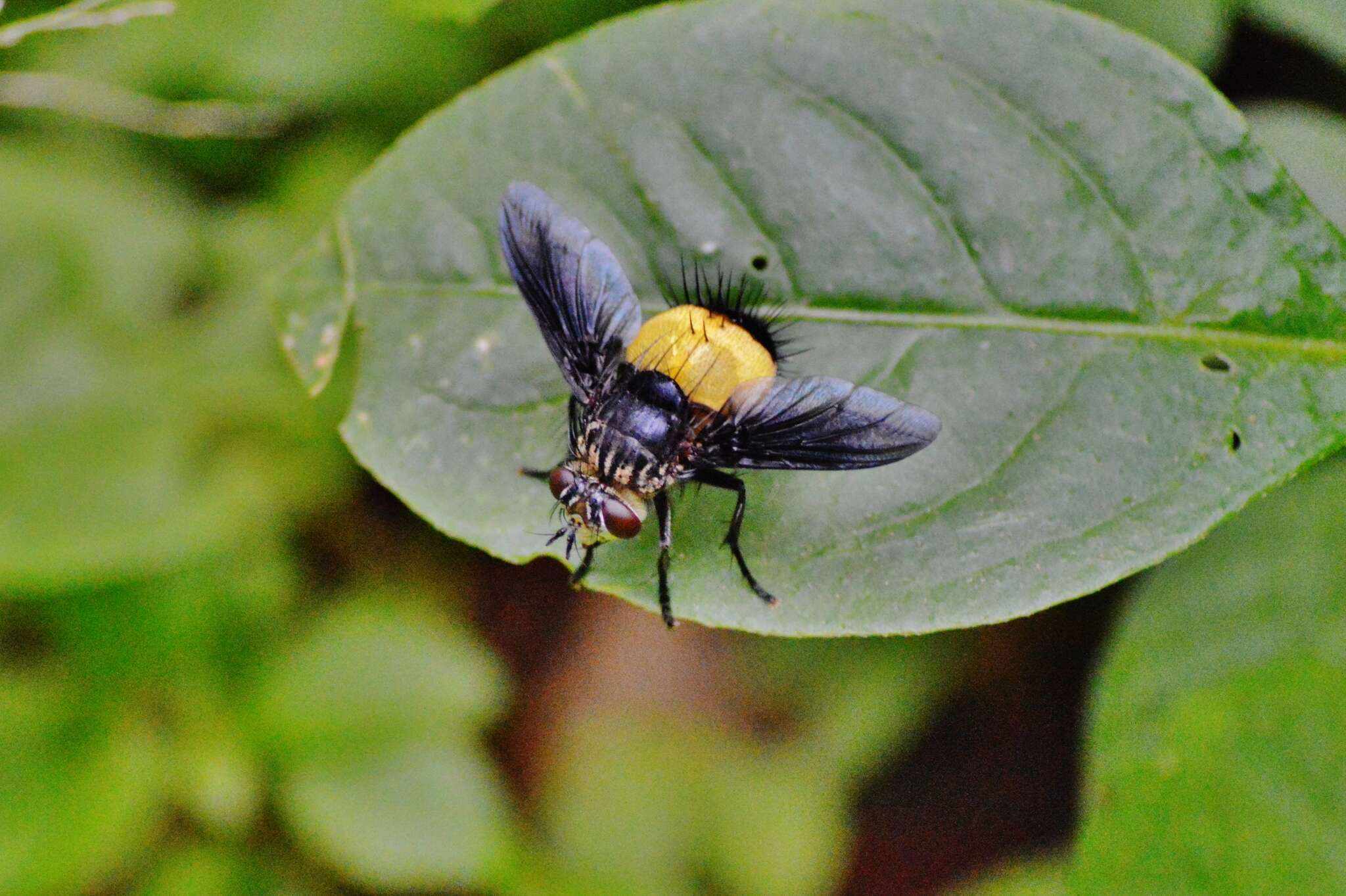 Image of Xanthozona melanopyga (Wiedemann 1830)