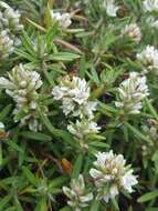 Image of beach knotweed