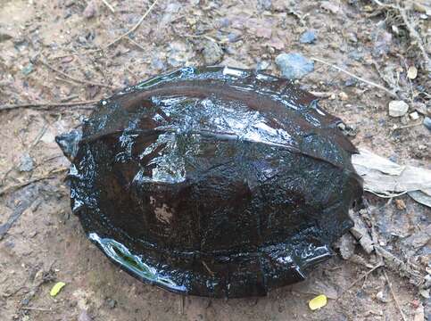 Image of Asian Leaf Turtle