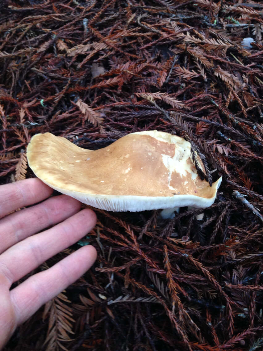 Image of bitter brown leucopaxillus