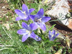 Image of Alpine Bellflower