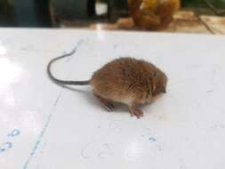 Image of Asiatic Long-tailed Climbing Mouse