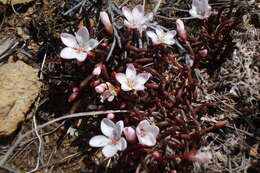 Image of Montia racemosa (Buchanan) Heenan