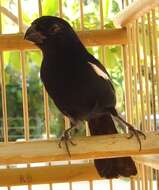 Image of Cuban Bullfinch