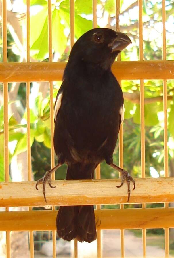 Image of Cuban Bullfinch