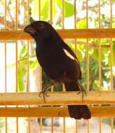 Image of Cuban Bullfinch