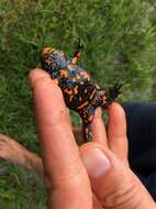 Image of Fire-bellied Toad