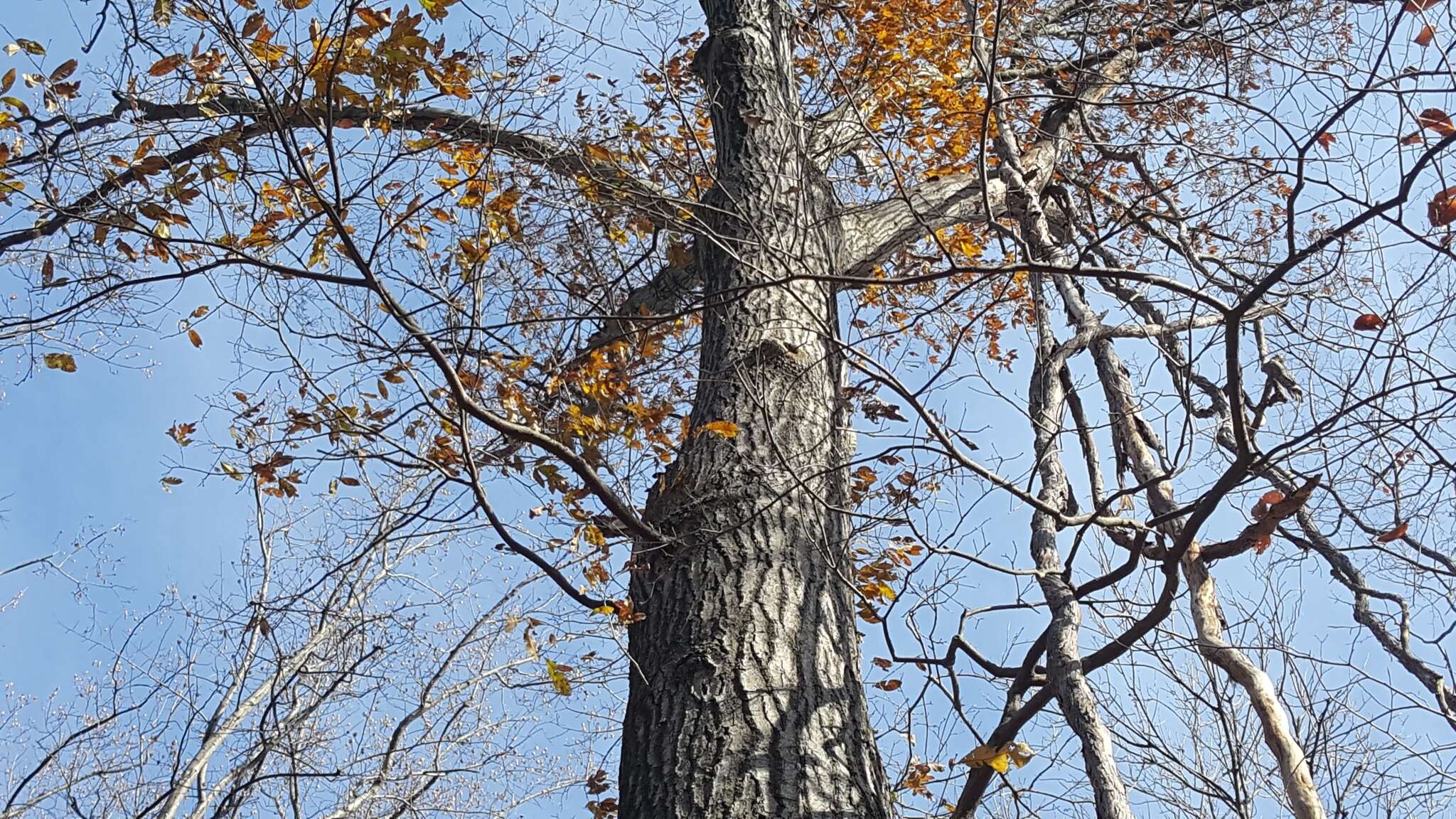 Image of Laurel Oak