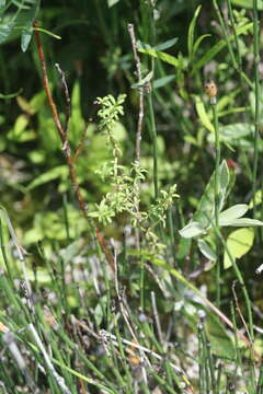 Plancia ëd Galium labradoricum (Wiegand) Wiegand