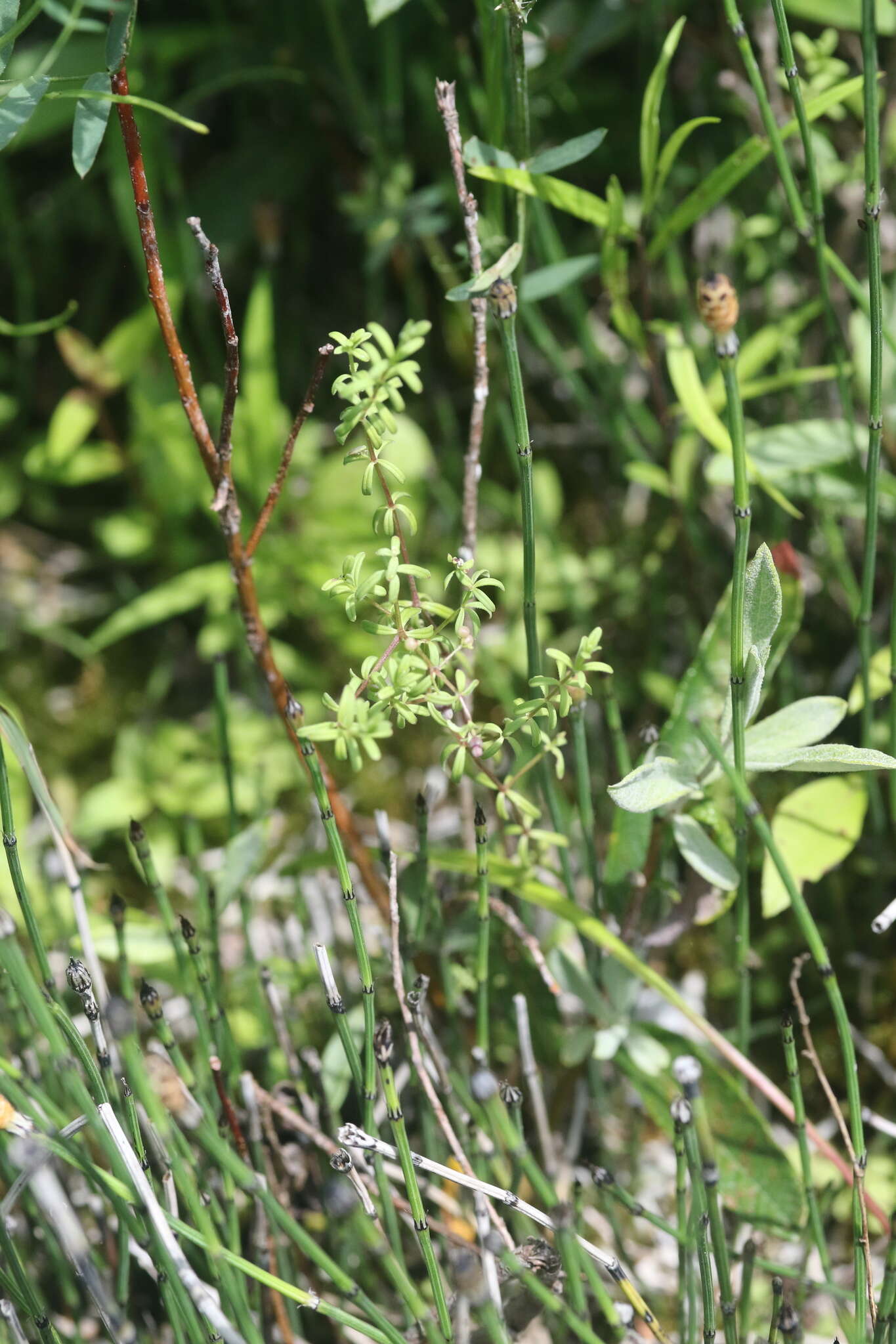 Image of Bog bedstraw