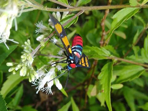 Plancia ëd <i>Euchromia elegantissima</i>