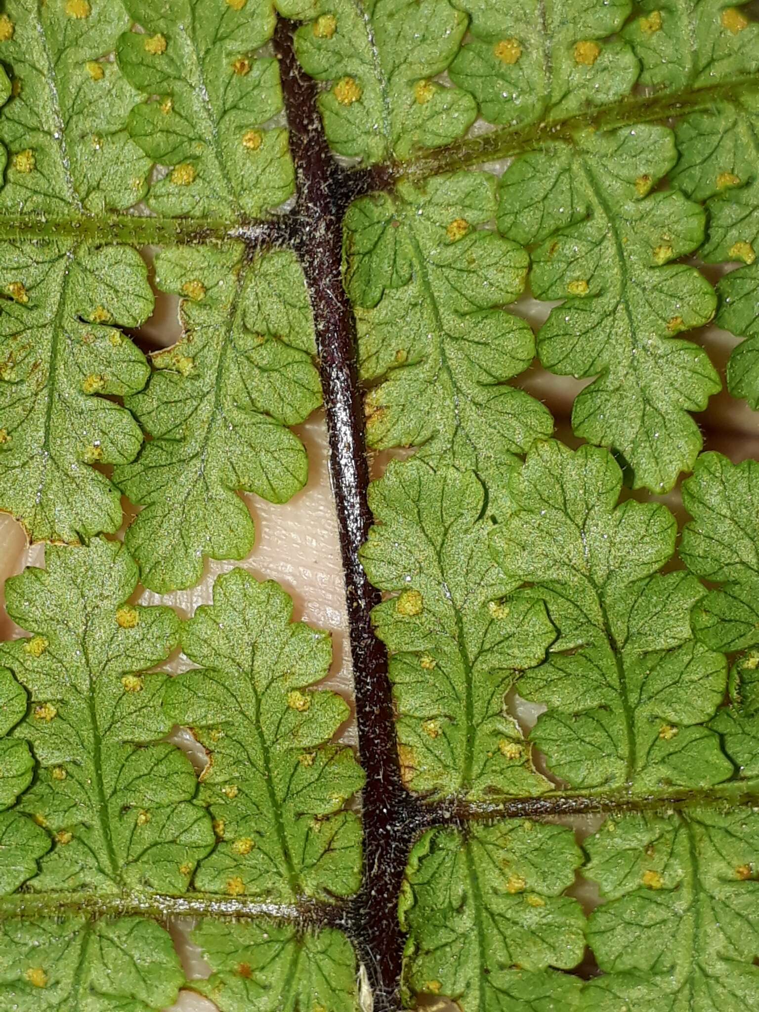 Image of Hypolepis rugosula subsp. lactea (Brownsey & Chinnock) Schwartsb.