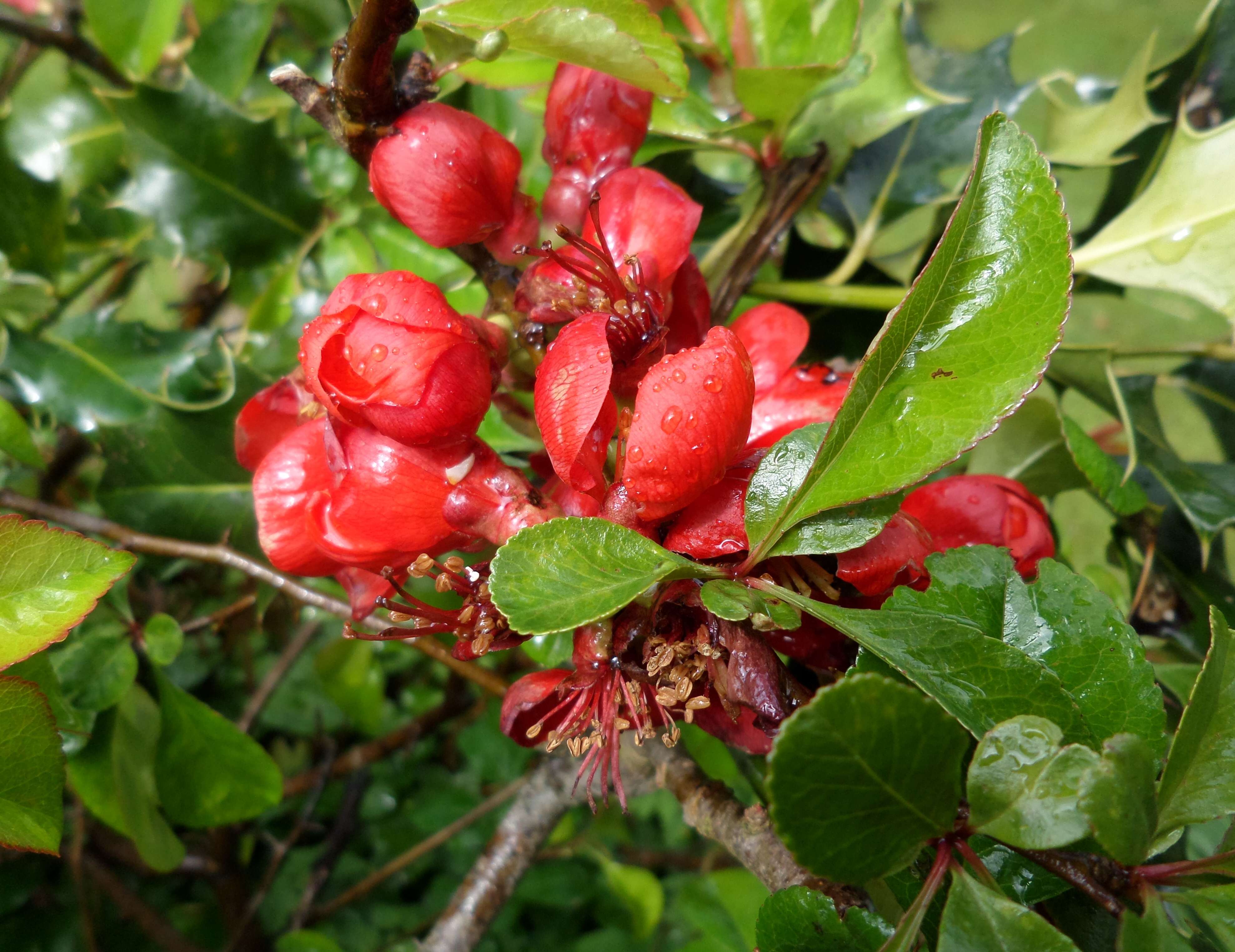 Слика од Chaenomeles japonica (Thunb.) Lindl. ex Spach