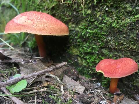 Imagem de Hortiboletus rubellus (Krombh.) Simonini, Vizzini & Gelardi 2015