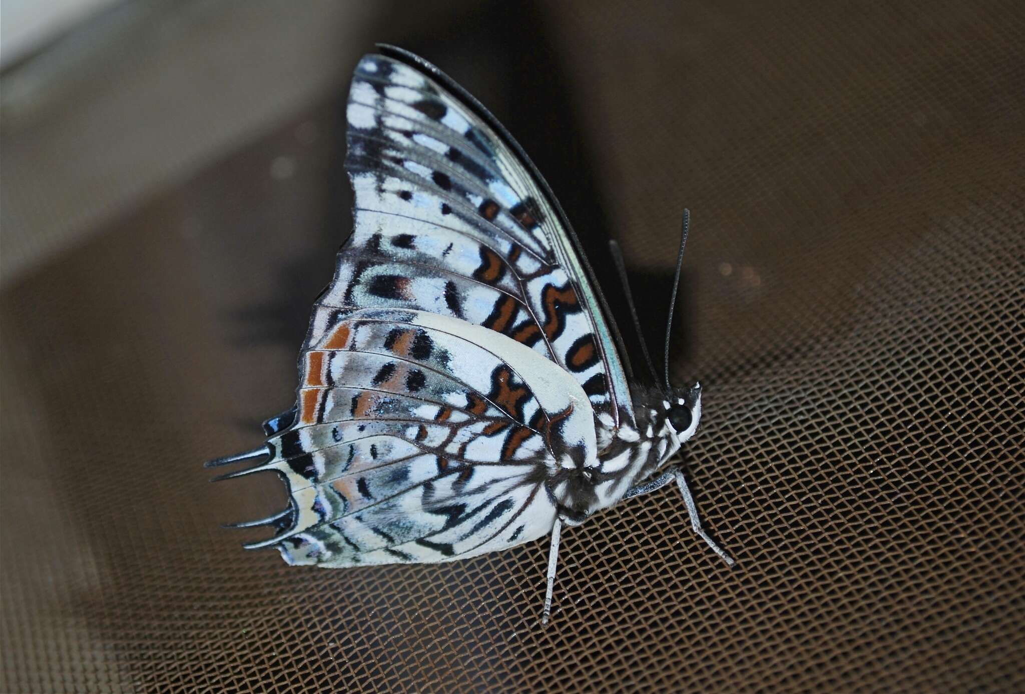 Imagem de Charaxes etesipe Godart 1824