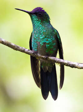 Image of Violet-capped Woodnymph