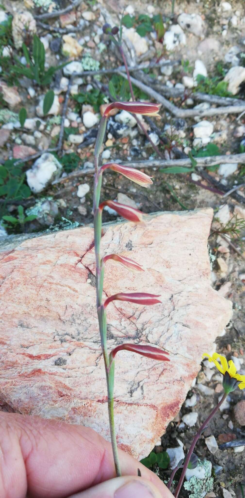 Image of Hesperantha radiata subsp. radiata