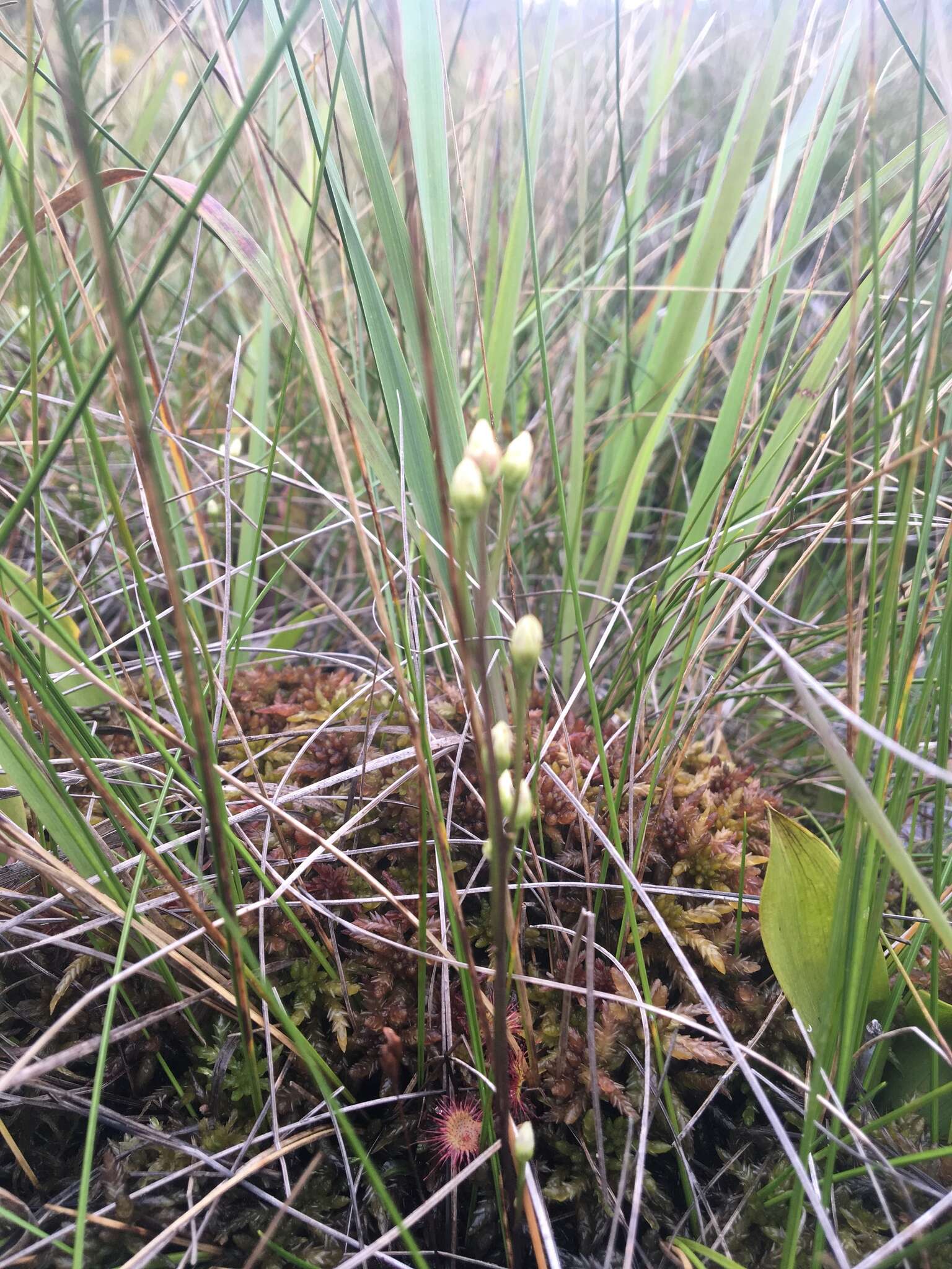 Image of Twining Screwstem