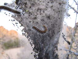 Image of Malacosoma californica Packard 1864