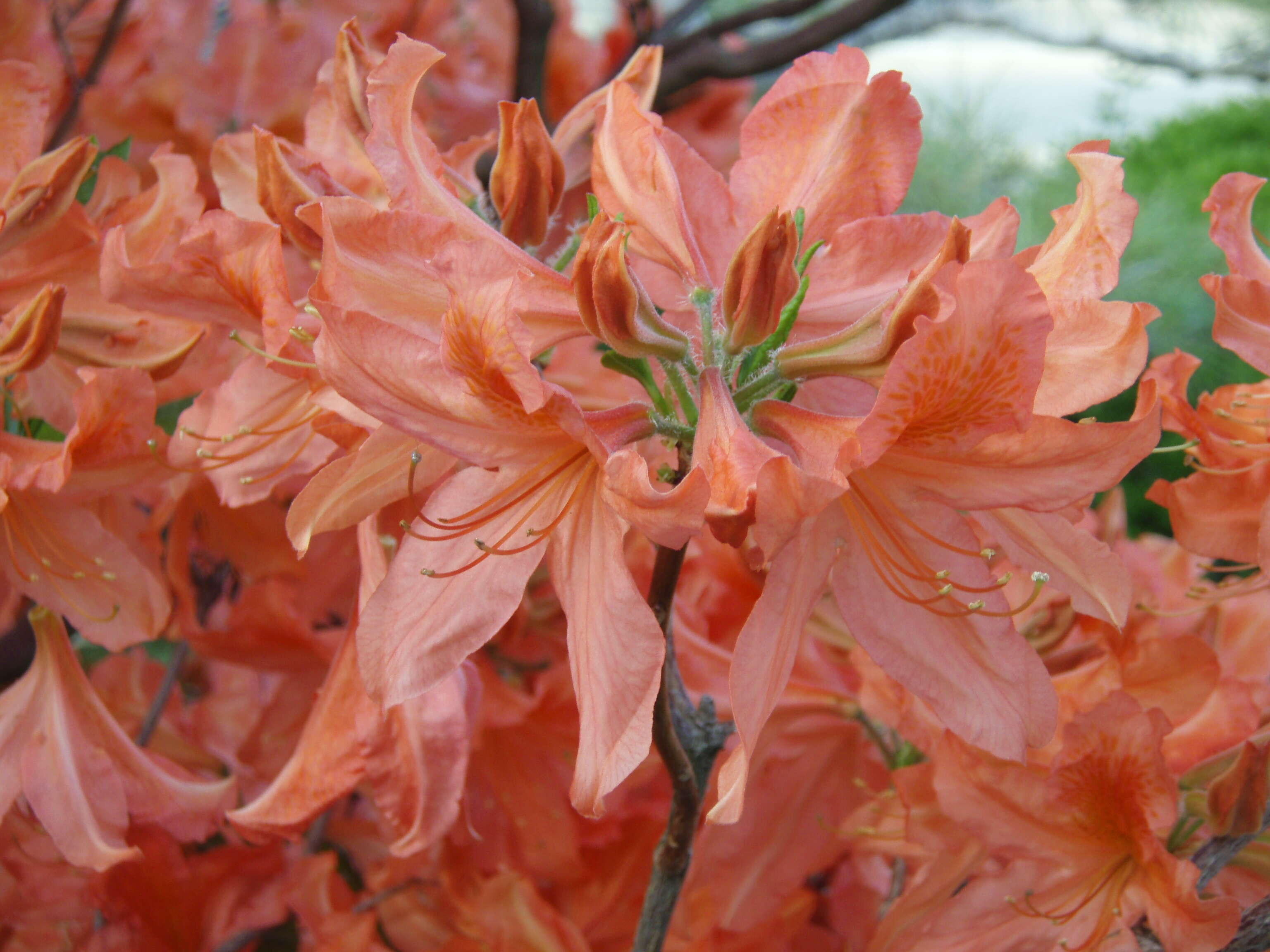 Image de Rhododendron molle (Bl.) G. Don