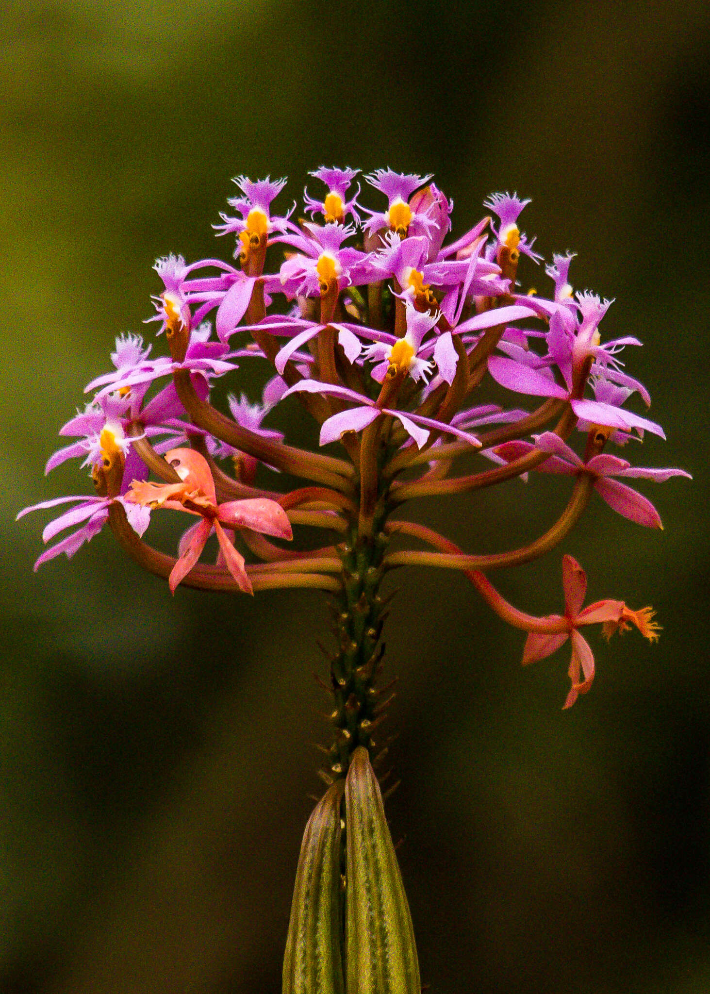 Image of Epidendrum arachnoglossum Rchb. fil. ex André