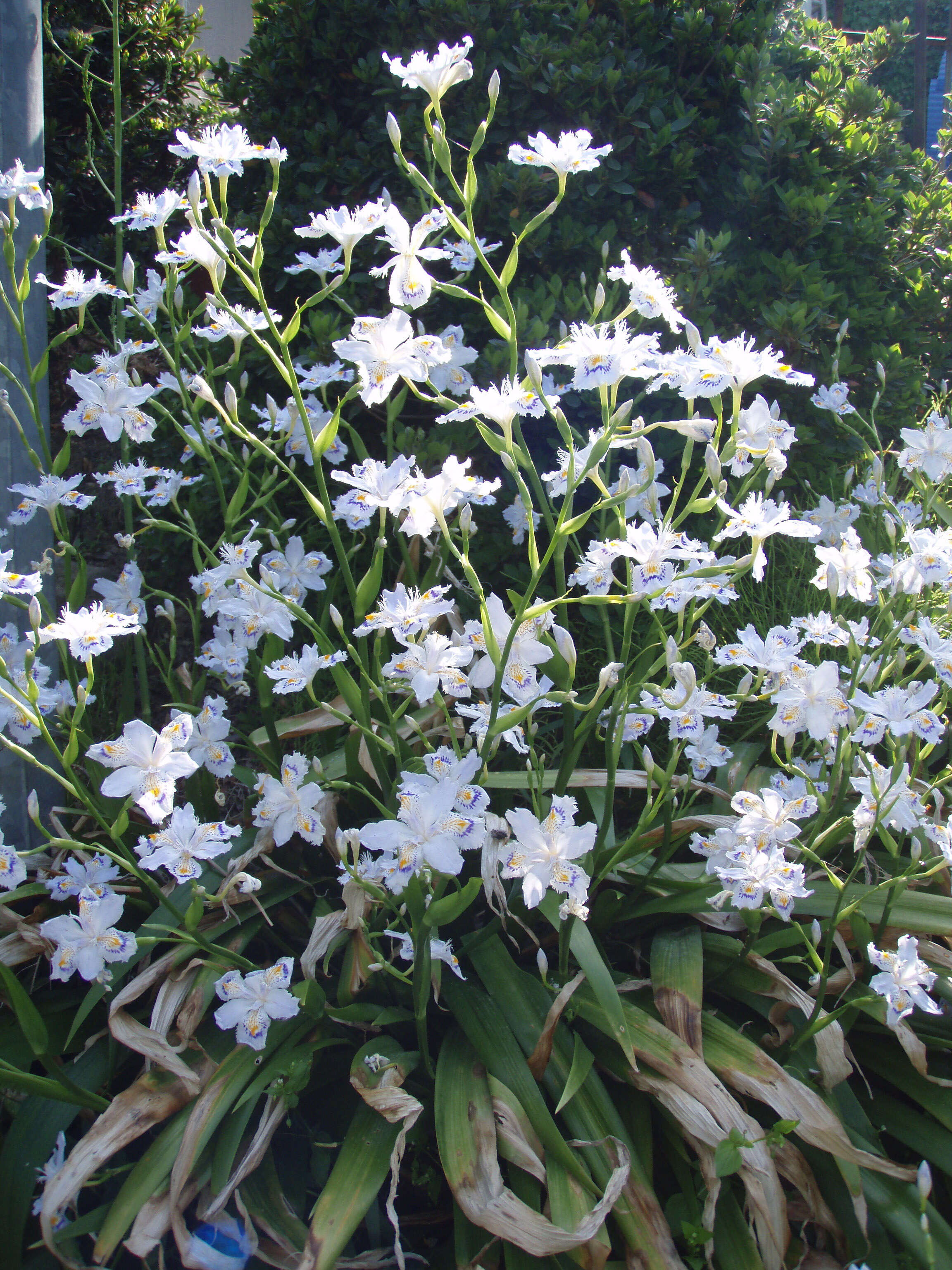 Sivun Iris japonica Thunb. kuva