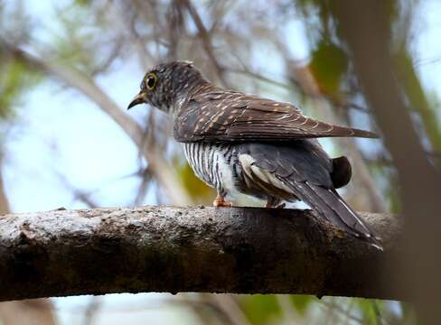 Image of Madagascar Cuckoo