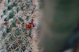 صورة Mammillaria pottsii Scheer ex Salm-Dyck