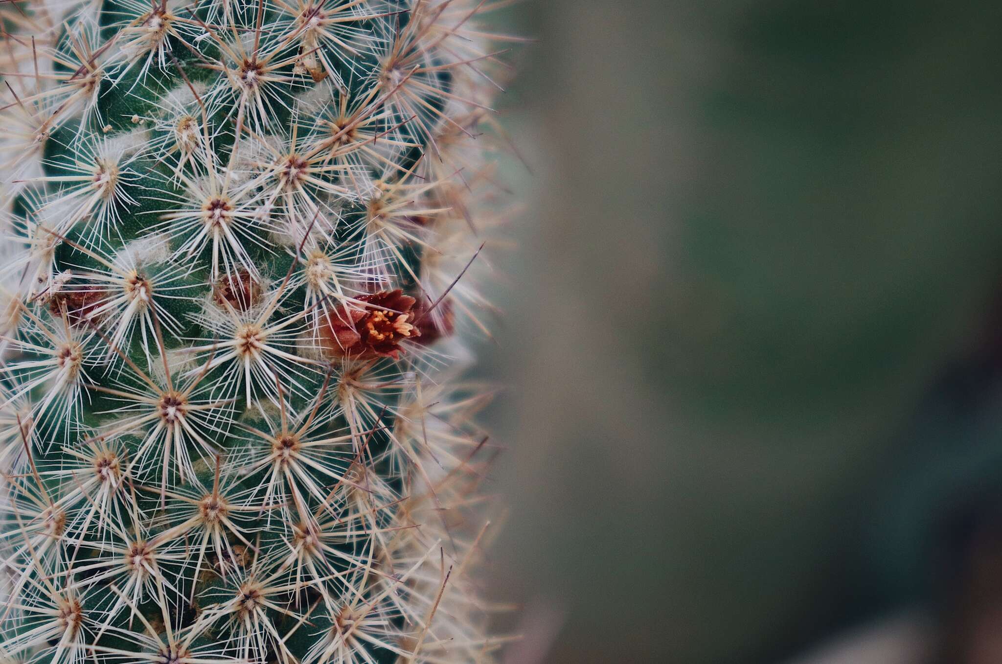 صورة Mammillaria pottsii Scheer ex Salm-Dyck