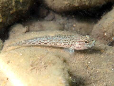 Image of Sarato's Goby